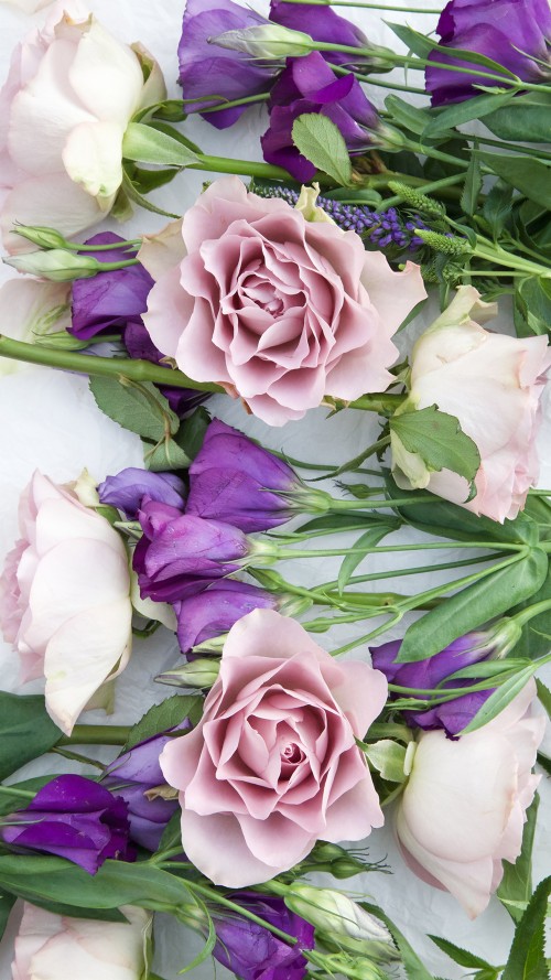 私の電話の無料壁紙 花 庭のバラ ローズ ローザセンチフォリア 紫の 花弁 バラ科 工場 切り花 開花植物 Wallpaperkiss