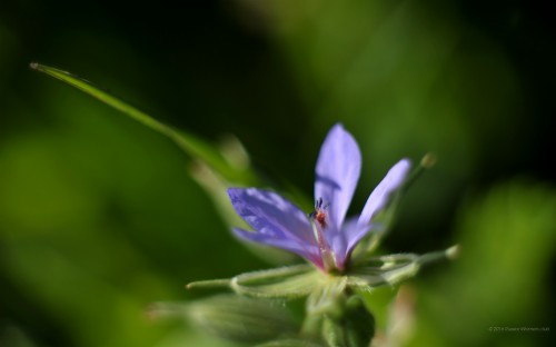 モバイル用fhd壁紙 開花植物 花 工場 自然 花弁 マクロ撮影 閉じる 春 写真撮影 野草 Wallpaperkiss