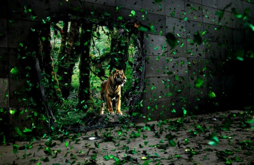画面のデスクトップの壁紙 緑 自然 密林 森林 森林 野生動物 古い成長林 木 Wallpaperkiss