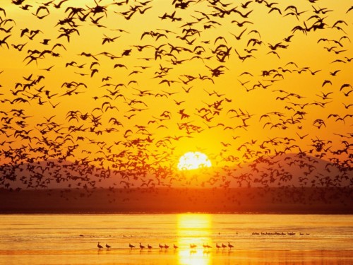 美しい写真のhd壁紙 鳥の渡り 群れ 空 黄 鳥 朝 日の出 地平線 日没 Wallpaperkiss