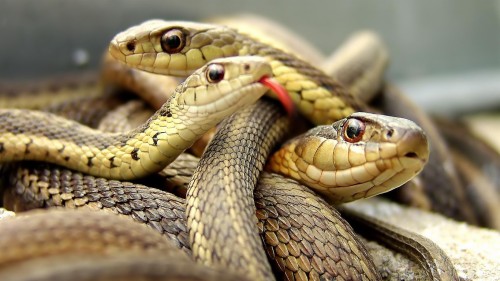 ノートパソコンの壁紙1366x768 爬虫類 ヘビ 蛇 ガーターヘビ エラピダエ 陸生動物 Wallpaperkiss