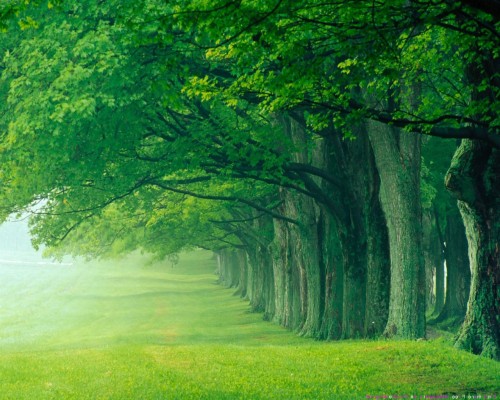 美しい背景の壁紙 緑 自然の風景 自然 木 草 森林 葉 木本 Wallpaperkiss