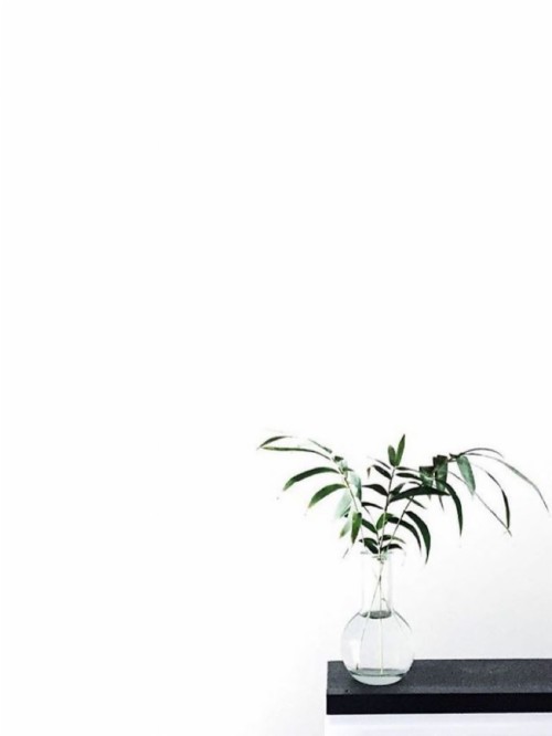 最小限の壁紙iphone 白い 植木鉢 緑 工場 葉 観葉植物 木 黒と白 草 花 Wallpaperkiss
