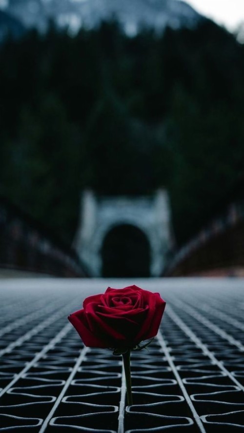 シンプルな美しい壁紙 赤 黒 庭のバラ ローズ 花 花弁 バラ科 工場 空 静物写真 Wallpaperkiss