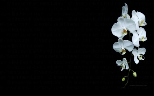 プロのデスクトップの壁紙 白い 花 花弁 工場 ガ蘭 静物写真 開花植物 ガ蘭 花 黒と白 Wallpaperkiss