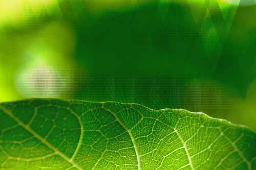 Androidのデフォルトの壁紙 緑 葉 自然 マクロ撮影 光 閉じる 工場 水 日光 写真撮影 Wallpaperkiss