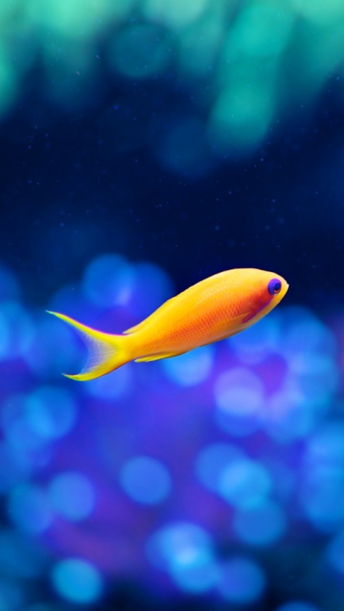 Iphone 6s魚の壁紙 青い 魚 魚 海洋生物学 サンゴ礁の魚 ヤマアラシ科 エレクトリックブルー 水中 Wallpaperkiss
