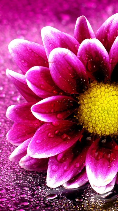 Iphone 6s Plusの無料壁紙 花 花弁 紫の バイオレット ピンク 水 工場 ガザニア 開花植物 黄 Wallpaperkiss