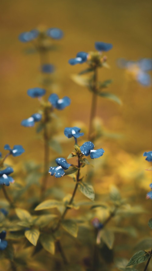 青と茶色の壁紙 青い 花 工場 開花植物 野草 忘れないで 植物の茎 草本 デルフィニウム Wallpaperkiss