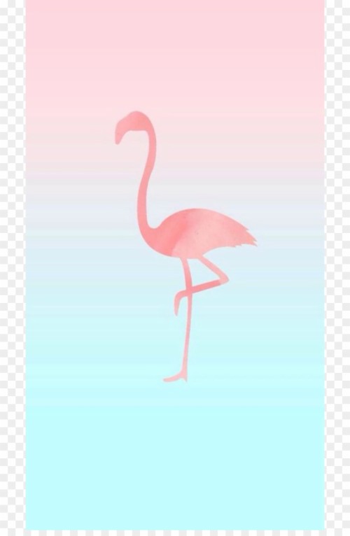 ピンクとティールの壁紙 フラミンゴ 鳥 オオフラミンゴ ピンク 水鳥 図 コウノトリ Wallpaperkiss