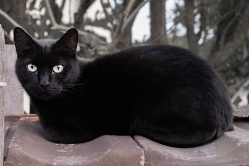 ブラックホワイトとゴールドの壁紙 ネコ 黒猫 中型から中型の猫 ネコ科 黒 ボンベイ ひげ Wallpaperkiss