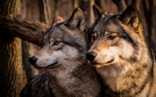 壁紙de Lobos 狼 野生動物 狼犬 チェコスロバキアンウルフドッグ カニスループスツンドララム サールース ウルフドッグ Wallpaperkiss