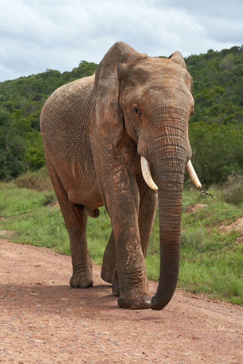 無料の高精細壁紙 象 象とマンモス 陸生動物 インド象 野生動物 アフリカゾウ サファリ Wallpaperkiss
