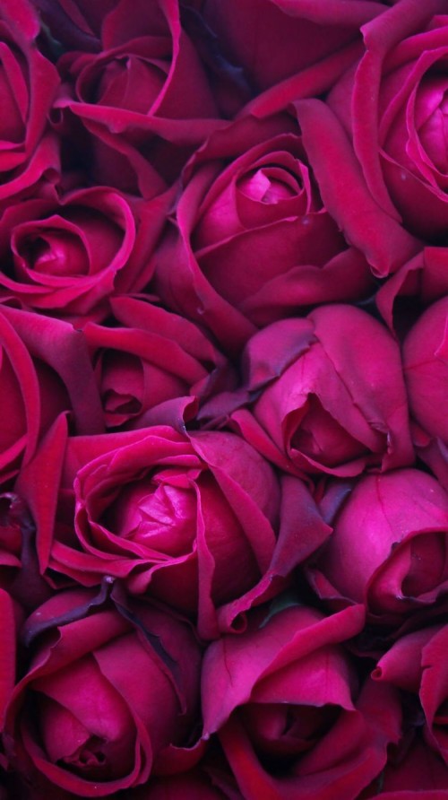 Whatsapp壁紙無料 庭のバラ 花弁 赤 ピンク ローズ 花 紫の バイオレット バラ科 Wallpaperkiss