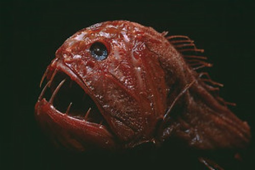 深海ライブ壁紙 深海魚 鼻 昆虫 無脊椎動物 害虫 マクロ撮影 Wallpaperkiss