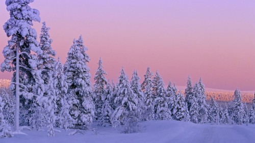 かなりデスクトップの壁紙 冬 雪 ショートリーフブラックスプルース 木 自然 空 凍結 自然の風景 霜 Wallpaperkiss