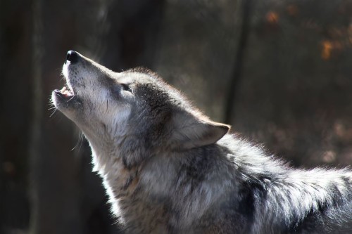 オオカミのデスクトップの壁紙 狼 狼犬 カニスループスツンドララム サールース ウルフドッグ 野生動物 タマスカン犬 Wallpaperkiss