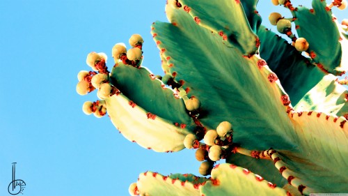 サボテン壁紙hd カクタス 工場 いばら 花 サンペドロサボテン 植木鉢 観葉植物 ウチワサボテン Wallpaperkiss