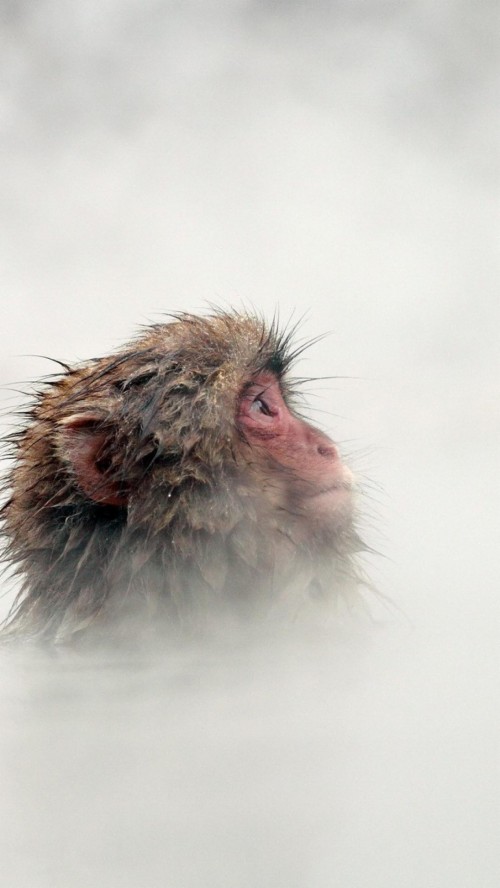 かわいい猿の壁紙 サル 鼻 霊長類 アカゲザル 眼 閉じる 陸生動物 ひげ Wallpaperkiss