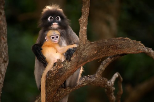 Fond D Ecran Bebe Singe Primate Titi Animal Terrestre Ouistiti Faune Jungle Wallpaperkiss