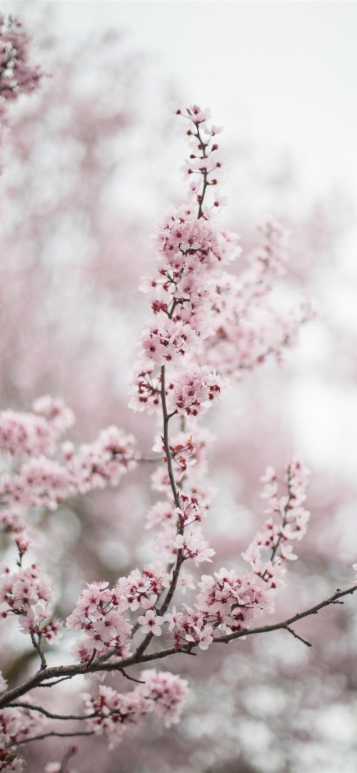 Sakura Wallpaper Iphone Blume Rosa Bluhen Fruhling Pflanze Baum Kirschblute Zweig Bluhende Pflanze 1791438 Wallpaperkiss