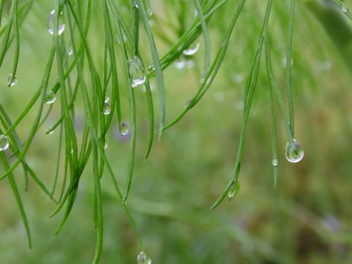 露滴壁紙 緑 水 草 水分 落とす 葉 露 工場 閉じる 草の家族 Wallpaperkiss