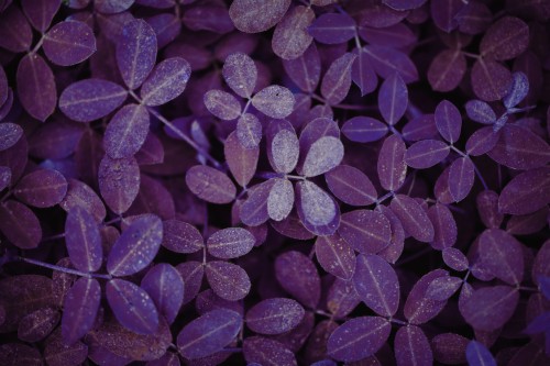 著作権フリーの壁紙 紫の バイオレット 葉 ライラック 工場 花 パターン 壁紙 花弁 Wallpaperkiss