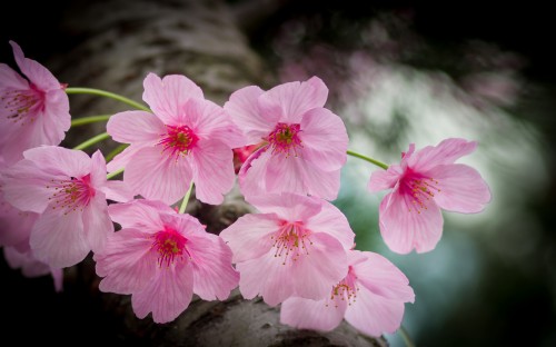 日本のデスクトップの壁紙 花 花弁 工場 ピンク 桜の花 花 開花植物 春 Wallpaperkiss