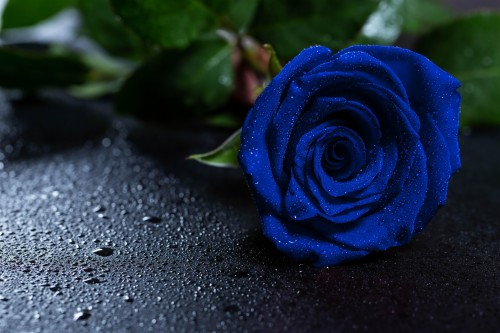 壁紙mawar ローズ 開花植物 青い 花 青いバラ 庭のバラ コバルトブルー 花弁 バラ科 工場 Wallpaperkiss
