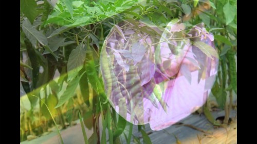 壁紙cantik Dan Lucu 花 工場 葉 花弁 開花植物 朝顔 朝顔 アサガオ一家 アンスリウム 野草 Wallpaperkiss