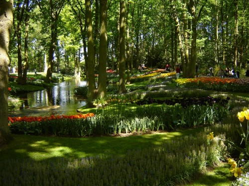 壁紙taman Bunga Terindah Di Dunia 自然の風景 自然 木 森林 森林 庭園 池 Wallpaperkiss