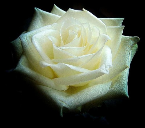 Mawar putih untuk mama