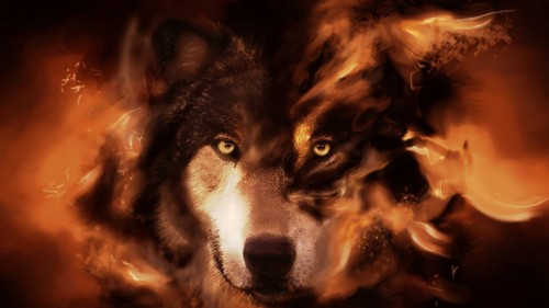 火狼の壁紙 犬 鼻 狼 狼犬 カナダのエスキモー犬 写真撮影 Wallpaperkiss