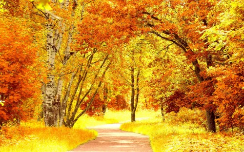秋の風景の壁紙 自然の風景 木 自然 秋 葉 黄 木本 風景 Wallpaperkiss