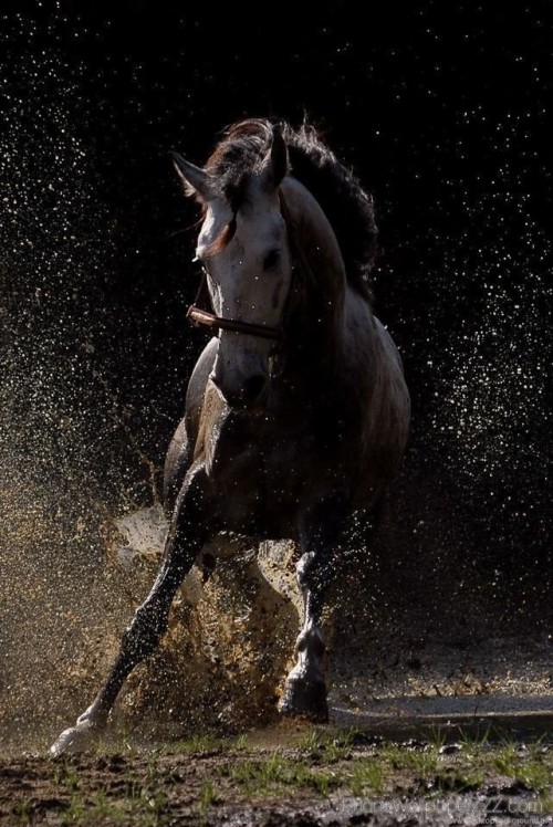 野生の馬の壁紙 うま 種馬 たてがみ マスタング馬 野生動物 家畜 牝馬 写真撮影 Wallpaperkiss