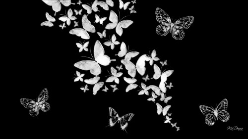 蝶の壁紙b Q バタフライ 蛾と蝶 黒 黒と白 昆虫 モノクロ写真 葉 静物写真 Wallpaperkiss