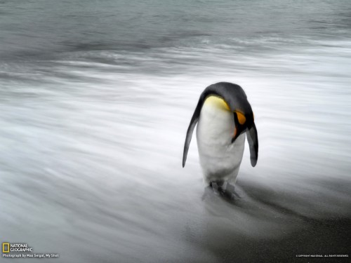 Bとqの鳥の壁紙 鳥 キングペンギン 自然 ペンギン 飛べない鳥 皇帝ペンギン 水 野生動物 波 163 Wallpaperkiss