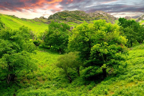 緑の風景の壁紙 自然の風景 自然 緑 丘駅 森林 丘 1 Wallpaperkiss