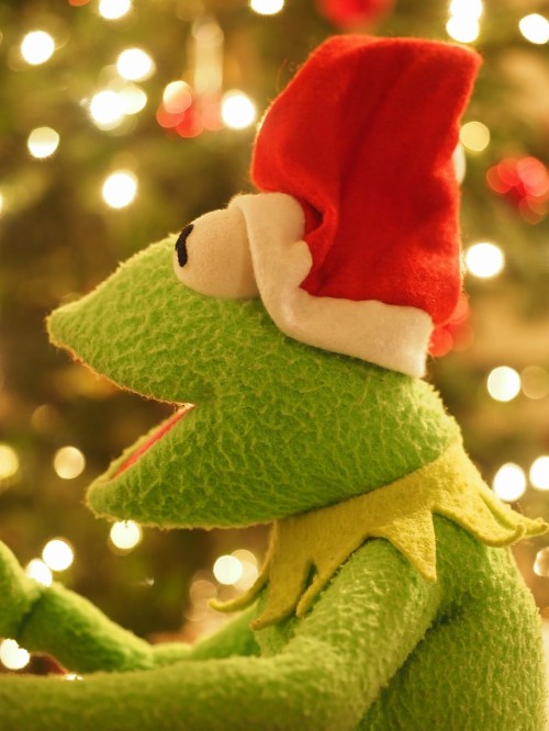 最高のカーミットの壁紙 緑 クリスマス クリスマスオーナメント クリスマスツリー クリスマスの飾り 木 インテリア デザイン クリスマスのあかり 休日の飾り オーナメント Wallpaperkiss