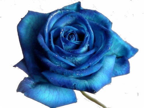 バラのデスクトップの壁紙 花 ローズ 青いバラ 開花植物 青い 庭のバラ バラ科 花弁 ハイブリッドティーローズ Wallpaperkiss