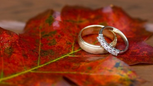 結婚指輪の壁紙 葉 赤 リング 結婚指輪 結婚式用品 婚約指輪 金属 マクロ撮影 Wallpaperkiss