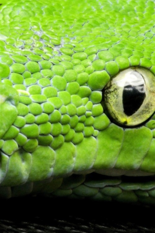 ヘビの目壁紙 緑 ヘビ 爬虫類 蛇 なめらかなヘビ エラピダエ 眼 Wallpaperkiss