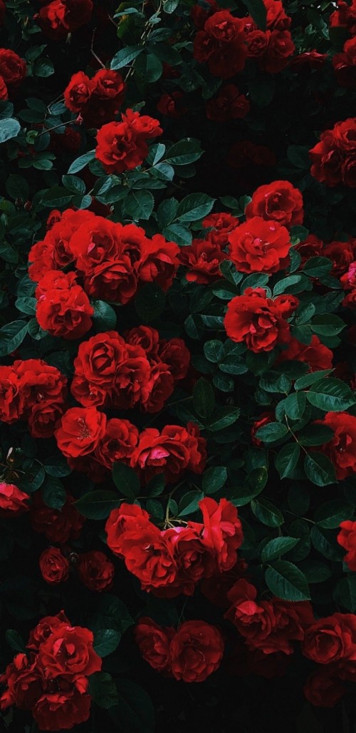 赤い花の壁紙 花 開花植物 赤 フロリバンダ 工場 庭のバラ 花弁 ローズ バラ科 静物 Wallpaperkiss