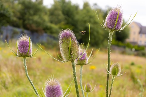 スコットランドのアザミの壁紙 工場 花 開花植物 アーティチョークアザミ オニナベナ アザミ 草 野草 有害な雑草 牧草地 Wallpaperkiss