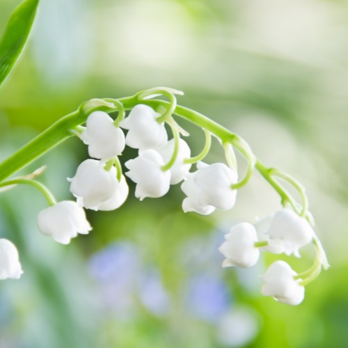 スズランの壁紙 花 スズラン 花弁 工場 開花植物 春 写真撮影 ジャスミン マクロ撮影 Wallpaperkiss