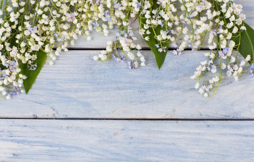 スズランの壁紙 花 スズラン スノードロップ 工場 ソロモンシール 開花植物 マクロ撮影 ガランサス 写真撮影 Wallpaperkiss