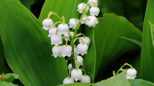 スズランの壁紙 花 スズラン 工場 開花植物 花弁 ソロモンシール 野草 Wallpaperkiss