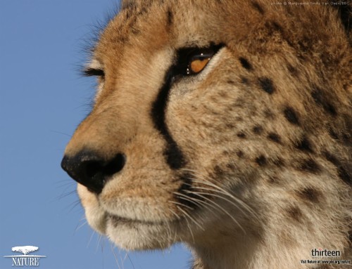 ユニークな壁紙英国 野生動物 陸生動物 チーター ネコ科 ひげ 鼻 頭 Wallpaperkiss