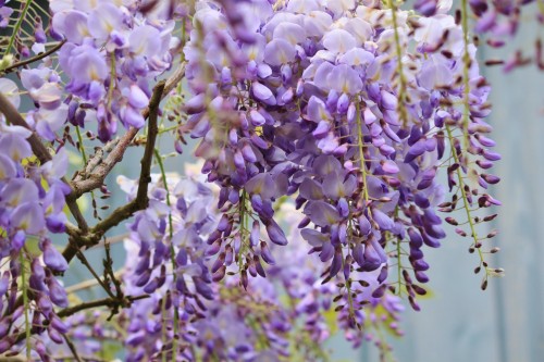 藤の壁紙 花 ラベンダー 紫の 藤 工場 ラベンダー 春 ライラック 木 開花植物 Wallpaperkiss