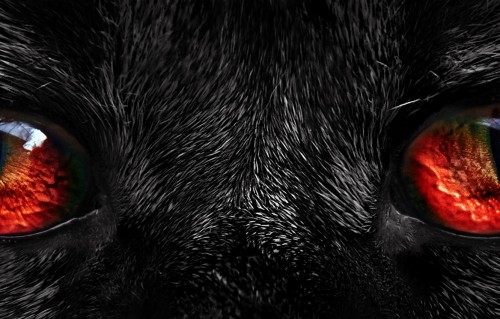 黒い毛皮の壁紙 黒猫 赤 閉じる 眼 鼻 ネコ 虹彩 写真撮影 マクロ撮影 Wallpaperkiss